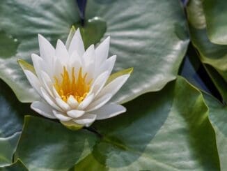 free from perfectionism lotus chicago